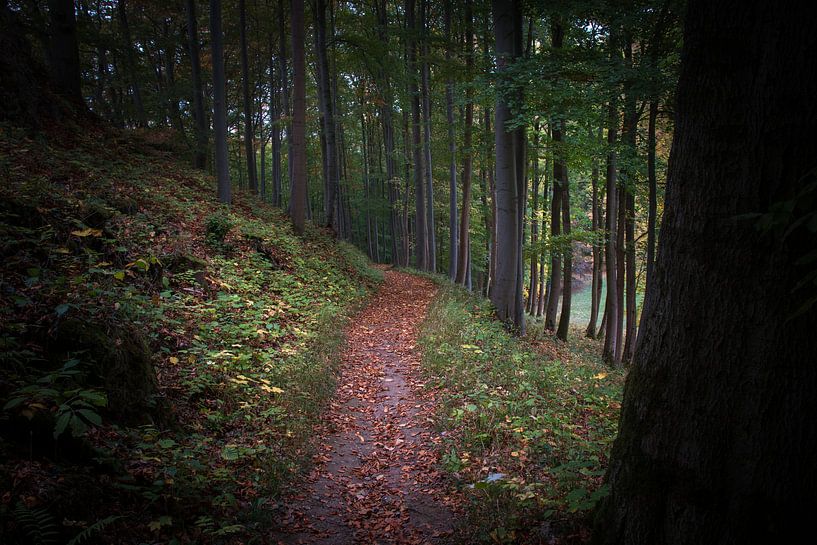 Waldweg im Herbst von Suzanne Schoepe