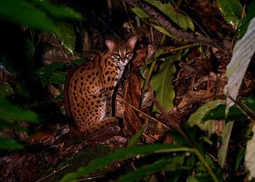 A posing Sunda Leopard Cat by Lennart Verheuvel