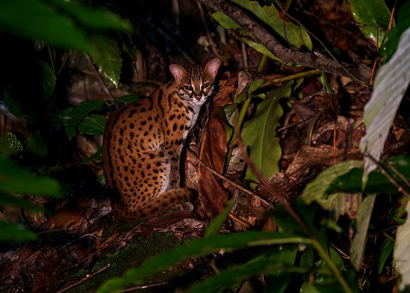 Un chat tigré Suenda qui prend la pose par Lennart Verheuvel