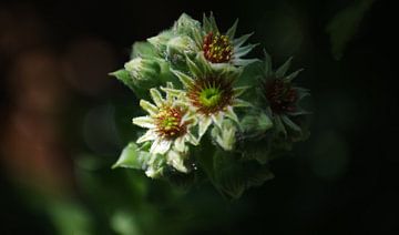 Bloeiend donderblad (Sempervivum tectorum) van Peter Broer