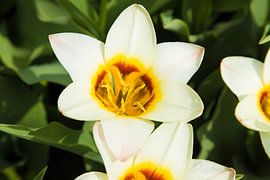 Keukenhof by Wendy Bierings