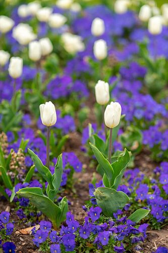 Tulpen in het bloembed