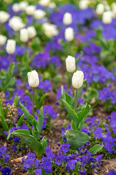 Tulips in flower bed by Leo Schindzielorz