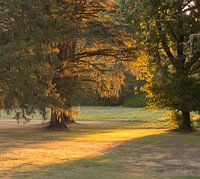 Vroege zon door de bomen