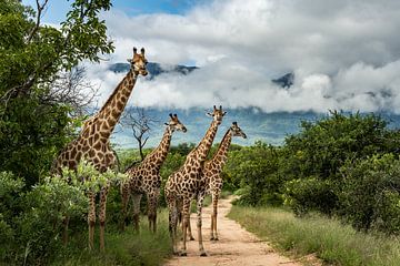 Giraffen in Hoedspruit van Paula Romein