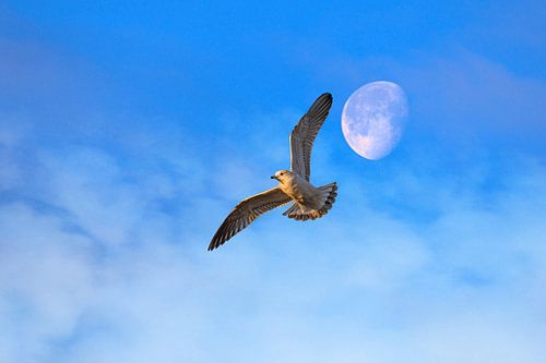 Vleugels van licht en zilver