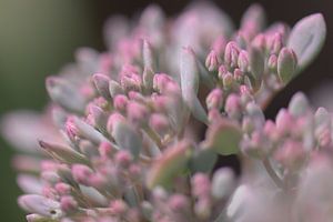 Sedum