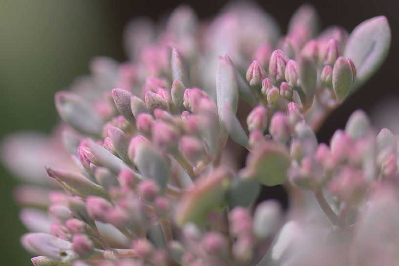 sedum van Tania Perneel