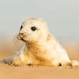 Curious seal pup by Gladys Klip