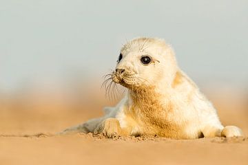 Curious seal pup by Gladys Klip