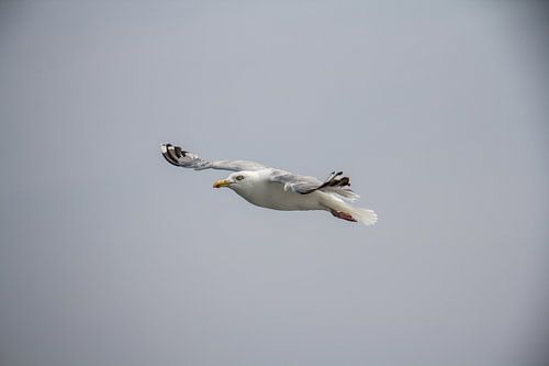 Meeuw  von Kas Den Elzen