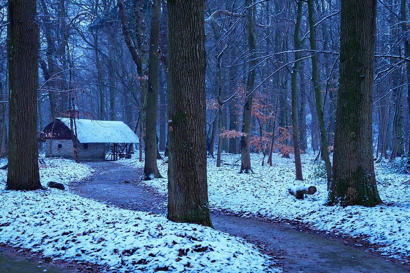 Winter fairy tale forest by Willemke de Bruin