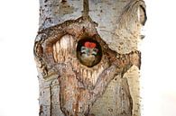 grote bonte specht van Andy van der Steen - Fotografie thumbnail