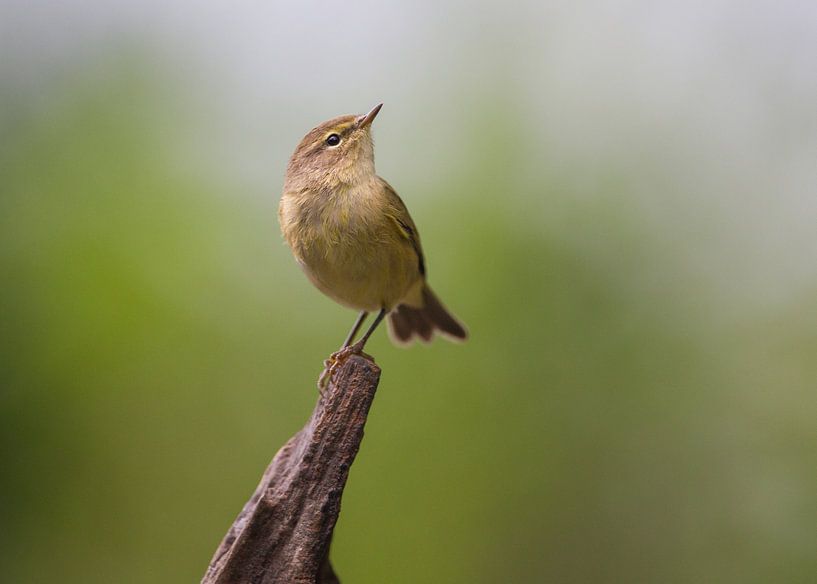 On a twig by Thijs Schouten