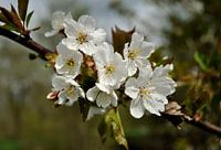 Lente bloesem
