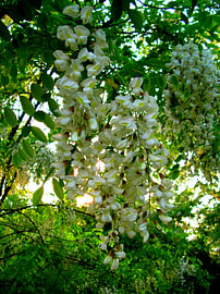 Robinienblüten im Abendlicht 1