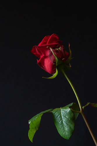 Fading Grace