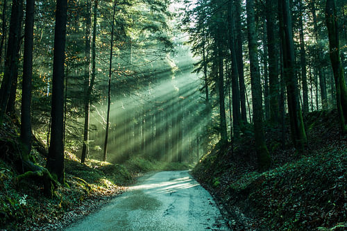 Zonnestralen/Sunrays