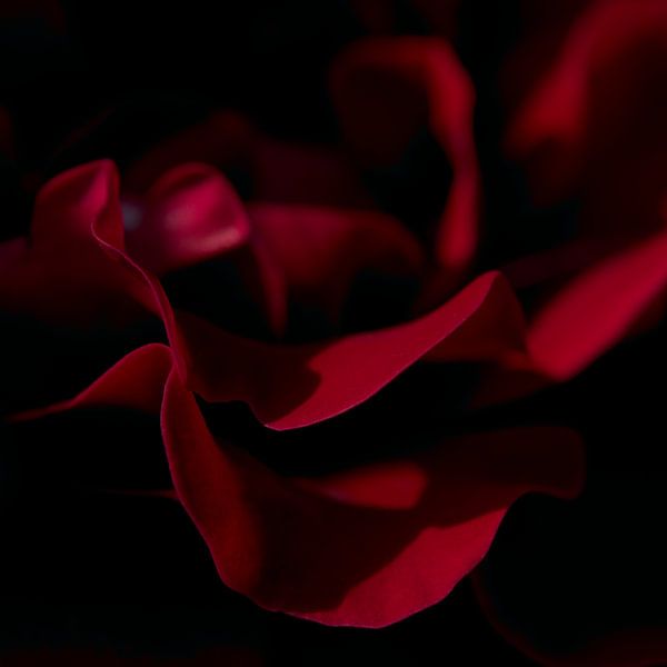 Samtenes Rot (quadratisches Format) von Natacha Cools
