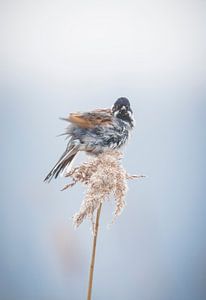 Reed bunting