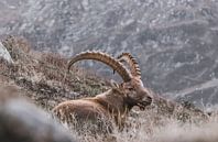 Alpine ibex in the mountains | Landscape photography Chamonix by Merlijn Arina Photography thumbnail