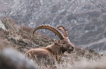 Alpine ibex in the mountains | Landscape photography Chamonix by Merlijn Arina Photography