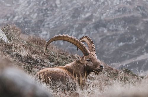 Alpine ibex in the mountains | Landscape photography Chamonix