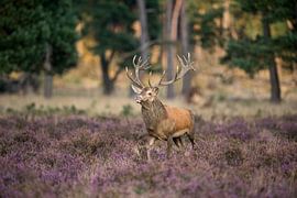 Rothirsch ( Cervus elaphus ), kapitaler Hirsch, schreitet stolz durch blühende Heide