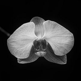 The Orchid (Black and white) by Rian Kurniawan