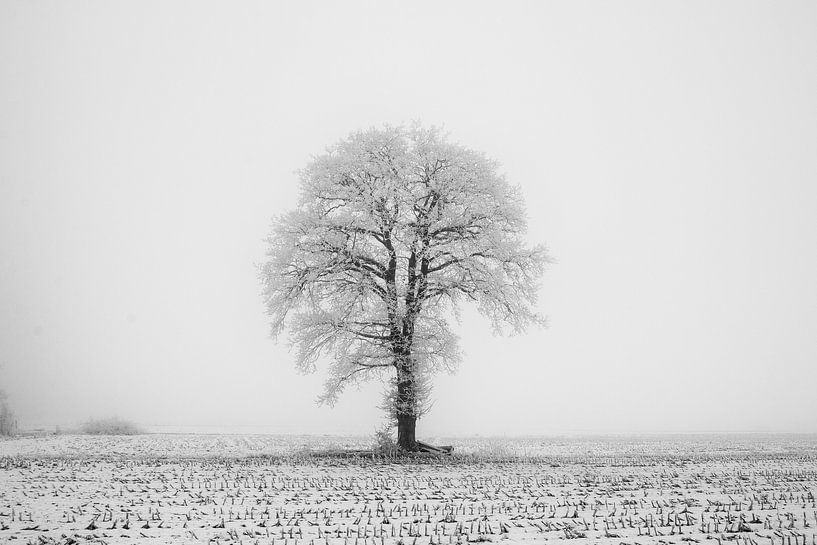 Paysage d'hiver avec un arbre solitaire par Gert Hilbink