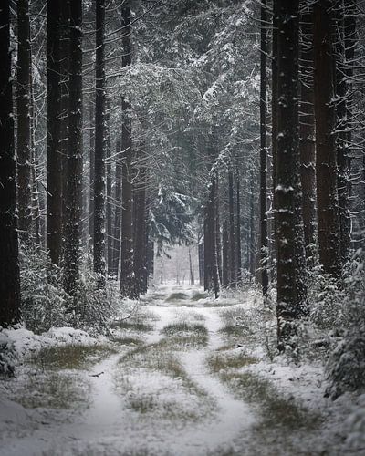 Forest in winter