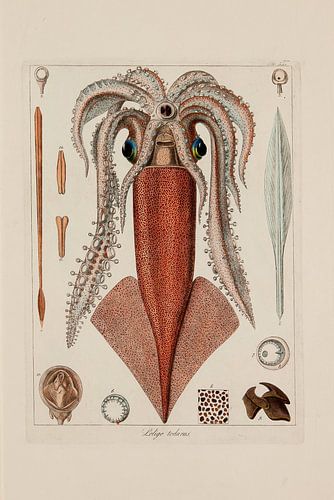 Memorie sulla Storia e Notomia - Stefano Delle Chaie, 1823 - Collectie Teylers Museum