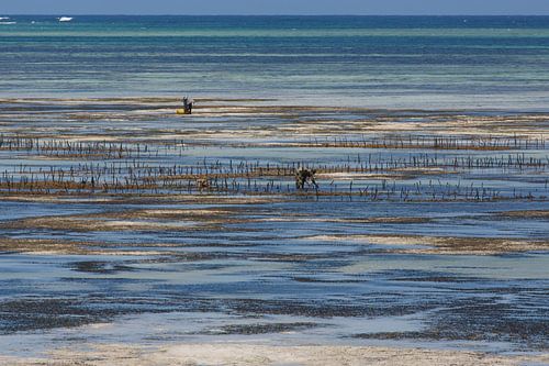 Zanzibar - oogst van zeewier