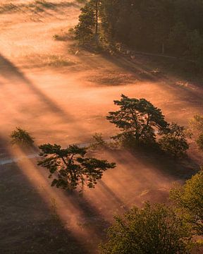 Brouillard doré dans la forêt du matin sur Ewold Kooistra