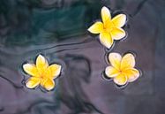 Stillleben von gelben Blumen  von Marcel van Balken Miniaturansicht