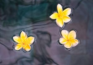 Stillleven van gele bloemen  van Marcel van Balken