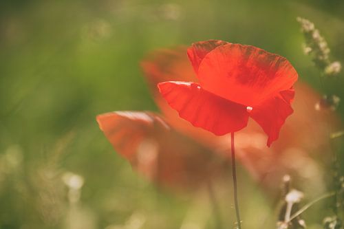 A red Poppy in the wind