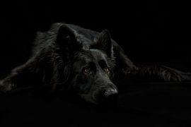 Reclining black German shepherd by Michar Peppenster