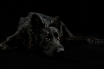 Liggende zwarte Duitse herder