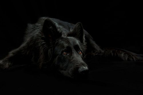 Reclining black German shepherd