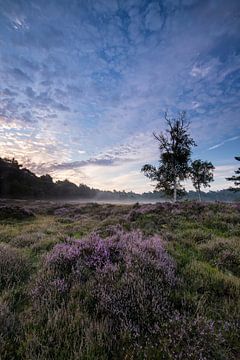 Sonnenaufgang über dem Heidefeld Heidestein Utrechtse Heuvelrug. von Peter Haastrecht, van