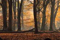 Forêt de Speulder