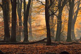 Speulder forest by Mark Mooren