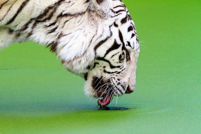 Witte tijger waterkroos van Dennis van de Water