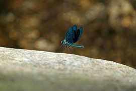 Blue Dragonfly by sevann feyfant