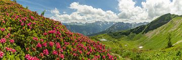 Alpenrozenpanorama op de Fellhorn van Walter G. Allgöwer