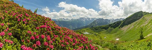 Alpine rose panorama on the Fellhorn