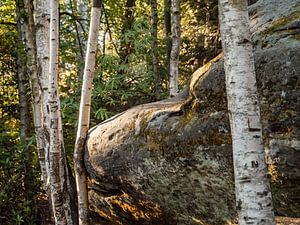 Pfaffenstein, Suisse saxonne - Forêt et rocher à la tour panoramique