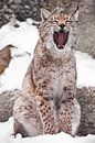 Een lynx die in de sneeuw zit, opent een brede mond. Roofzuchtige en opengesperde mond. van Michael Semenov thumbnail