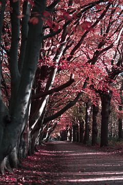 Herfst van Talitha Blok